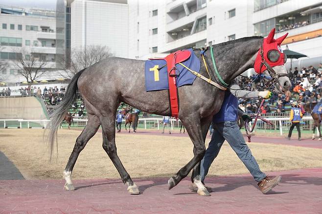 글라디우스. /한국마사회 제공