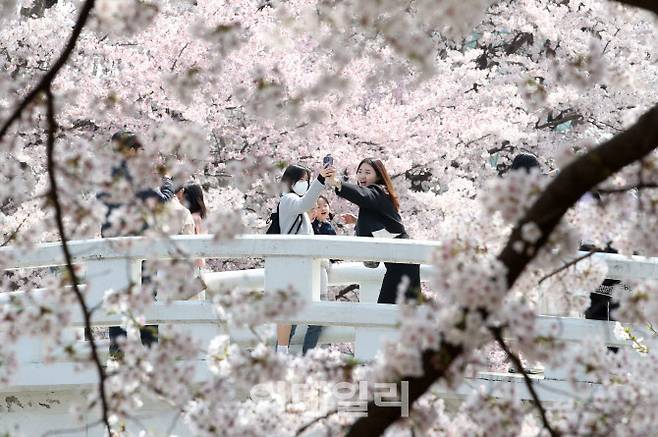 [이데일리 방인권 기자] 2024년 4월 7일 서울 양재천을 찾은 시민들이 만개한 벚꽃을 살펴보고 있다.