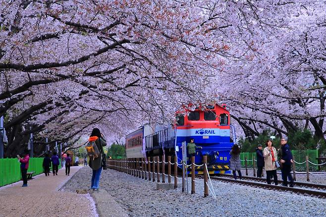 벚꽃 명소 경화역 전경. /창원시