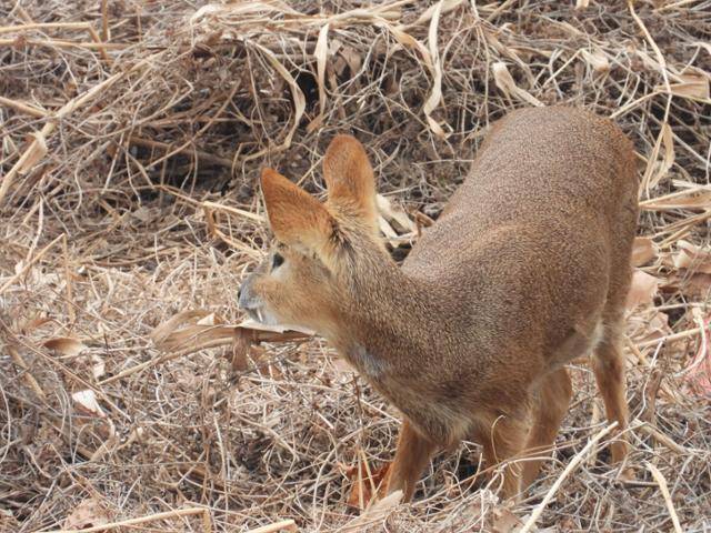 서울 강서구 강서습지에서 고라니가 주변을 살피고 있다. 김산하 생명다양성재단 대표 제공