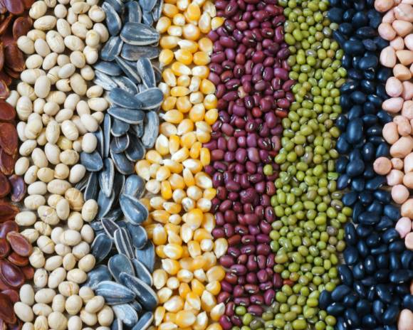 각종 씨앗. [사진=OECD]