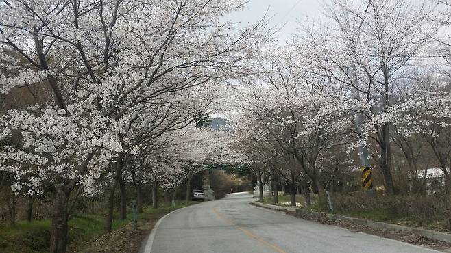 전북 부안군 상서면 개암동 벚꽃길. 부안군 제공