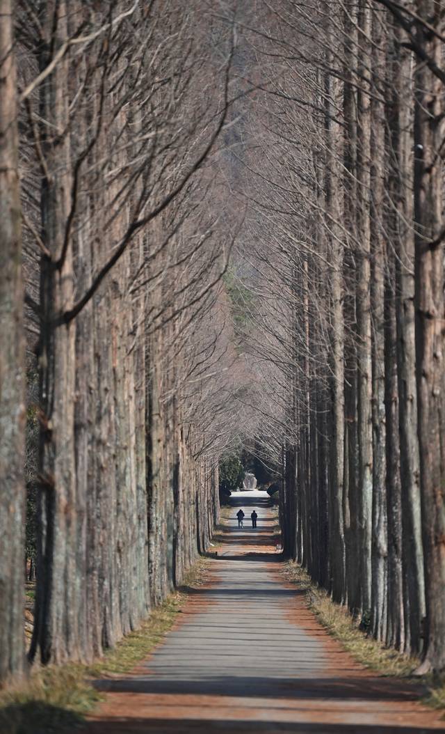 전남산림연구원 정문을 들어서면 보이는 메타세쿼이아 길. 이곳의 메타세쿼이아는 담양의 메타세쿼이아 가로수길의 나무와 형제다. 연두색 신록은 좀 더 있어야 하지만, 봄볕에 물이 오른 나무에서는 봄의 기운이 느껴진다.