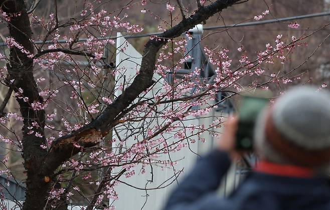 3월2일 부산 수영구에서 꽃망울을 터트린 벚꽃의 모습. ⓒ연합뉴스
