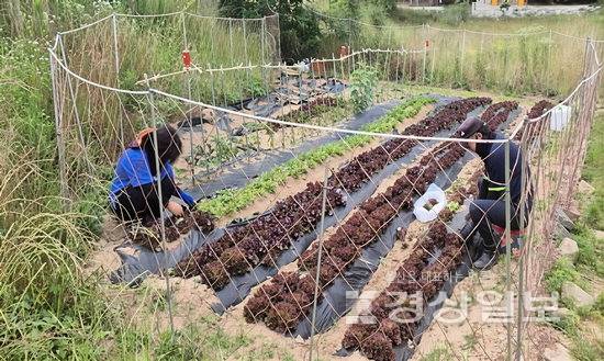 ▲ 불법 경작이 이뤄졌던 울산 울주군 청량읍 개곡리 일원 현장. 울주군청 제공