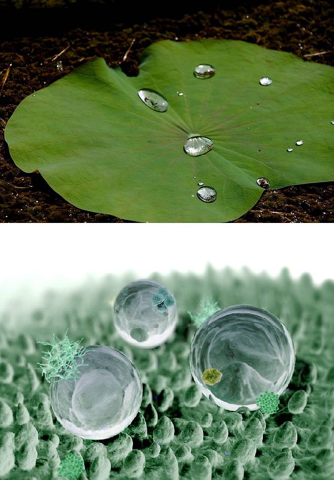 연잎은 물방울이 스며들지 않고 표면을 따라 굴러떨어진다. 이때 오염물질도 같이 씻겨진다. 표면에 미세 돌기가 있기 때문이다./위키미디어 커먼스