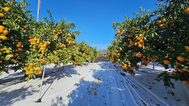 제주 감귤 재배지에 토양피복재가 설치돼 있다. 제주도는 감귤밭에서 발생하는 폐토양피복재를 열분해 방식으로 재활용하는 체계를 도입하기로 했다. 토양피복재는 감귤 당도 향상과 품질 관리를 위해 토양 위에 덮는 자재로 제주에서만 연간 약 700t의 폐토양피복재가 발생하고 있다. /사진=제주특별자치도 제공