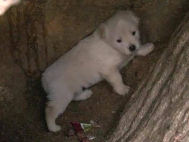 지난 2011년, 서울 북한산 자락 바위틈새에서 발견된 새끼 강아지의 모습. 이 강아지를 포함한 4마리의 새끼 강아지들이 바위틈에 있다가 구조되었다. SBS 'TV동물농장' 캡처
