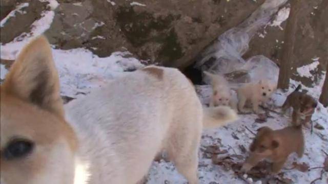 대형견은 당시 새끼 5마리를 낳고 바위틈에 넣어 보호하고 있었다. 5마리 중 한 마리는 바위틈을 나와 암자에서 발견돼 보호받고 있었다. SBS 'TV동물농장' 캡처