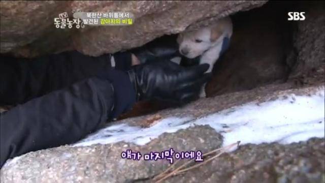 박정윤 올리브동물병원장은 2011년 구조 당시 직접 바위 틈새로 들어가 새끼 강아지들을 꺼내 구조대원들에게 건넸다. SBS 'TV동물농장' 캡처