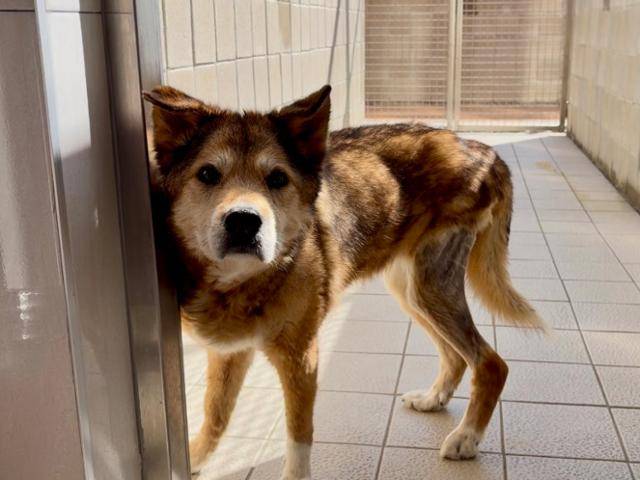 2011년 북한산에서 구조된 형제들 중 유일하게 남은 봉선이는 건강상 큰 소견은 아직 없는 상태다. 다만 15세라는 적지 않은 나이라 활동가들의 집중 돌봄을 받고 있다. 동그람이 정진욱