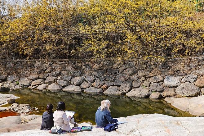 반곡마을 서시천에서 산수유꽃을 감상하며 그림 그리는 사람들.
