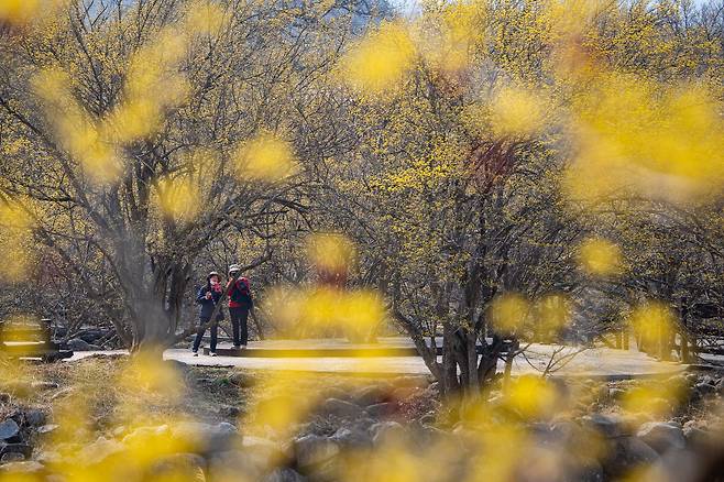 구례 산수유꽃축제가 진행 중인 지리산 자락 반곡마을. 산수유꽃축제도 22일까지 진행된다.