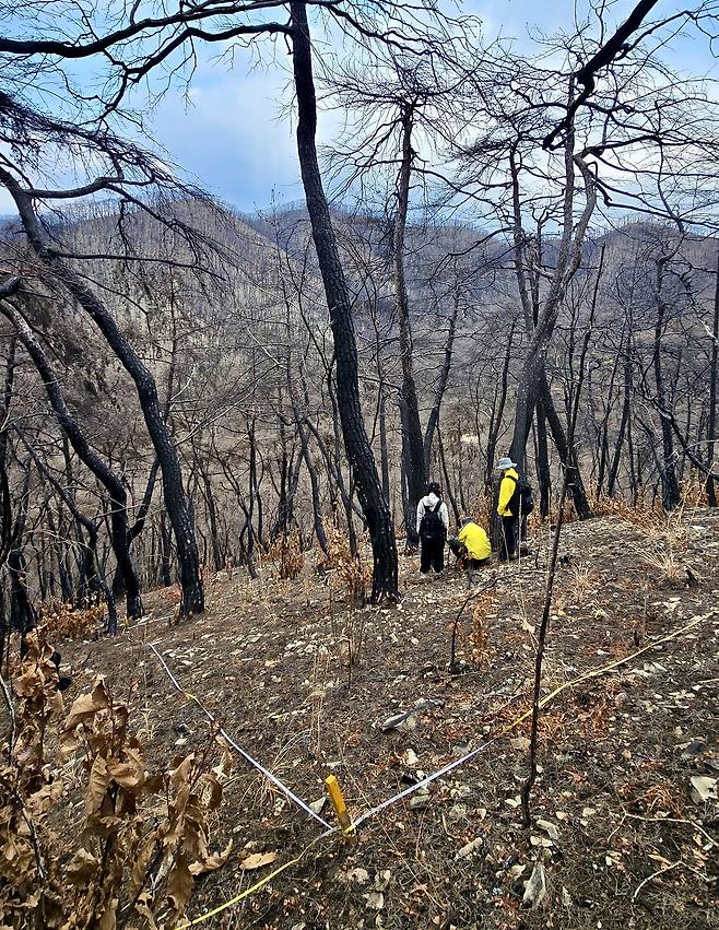 ‘고운사 사찰림 자연복원 프로젝트’ 연구진이 최근 고운사 사찰림에서 식생을 조사하고 있다. 이규송 교수 제공