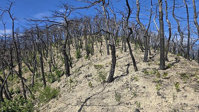지난해 9월 고운사 인근 야산에 불에 탄 나무 사이로 풀이 자라나 있다. 이규송 교수 제공