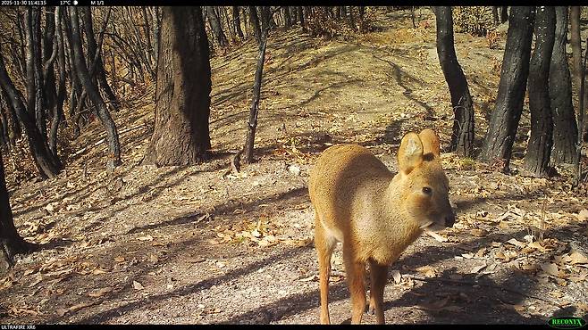 고운사 사찰림에서 지난해 11월 발견된 수컷 고라니의 모습. 한상훈 소장 제공