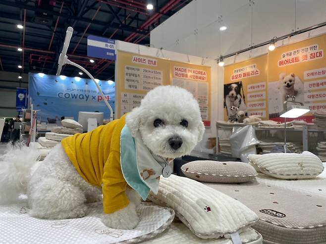 펫 침대 제품 위에 있는 모델견 [촬영 김세린]