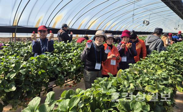 딸기마을을 방문해 직접 봄 딸기를 수확하는 체험 활동을 진행했다.&nbsp;