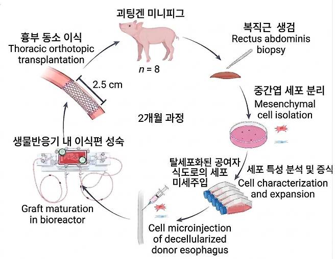 돼지 사이 식도 이식 과정./Nature Biotechnology