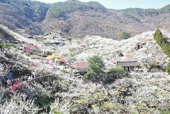 전남 광양시 섬진강변 33만㎡(약 10만평)를 무대로 펼쳐지는 매화축제장 전경. 뉴스1