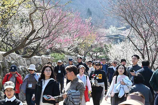 봄의 시작을 알리는 절기상 춘분(春分)을 하루 앞둔 지난 19일 전남 광양시 다압면 매화마을에 매화가 만개해 있다. 뉴시스