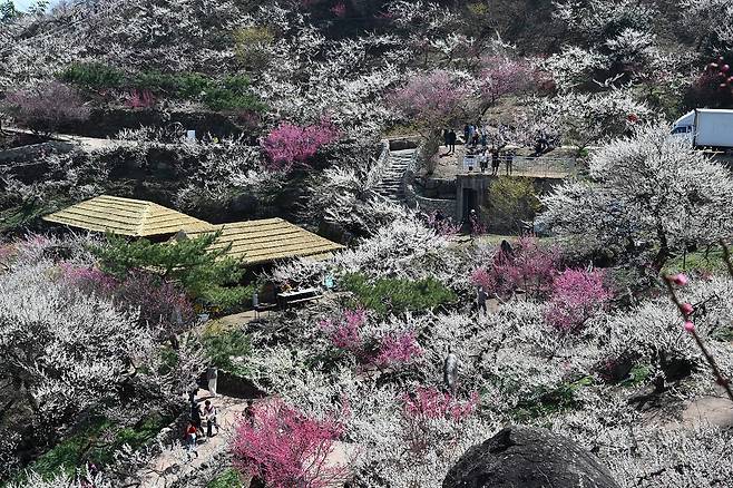 봄의 시작을 알리는 절기상 춘분(春分)을 하루 앞둔 지난 19일 전남 광양시 다압면 매화마을에 매화가 만개해 있다. 뉴시스
