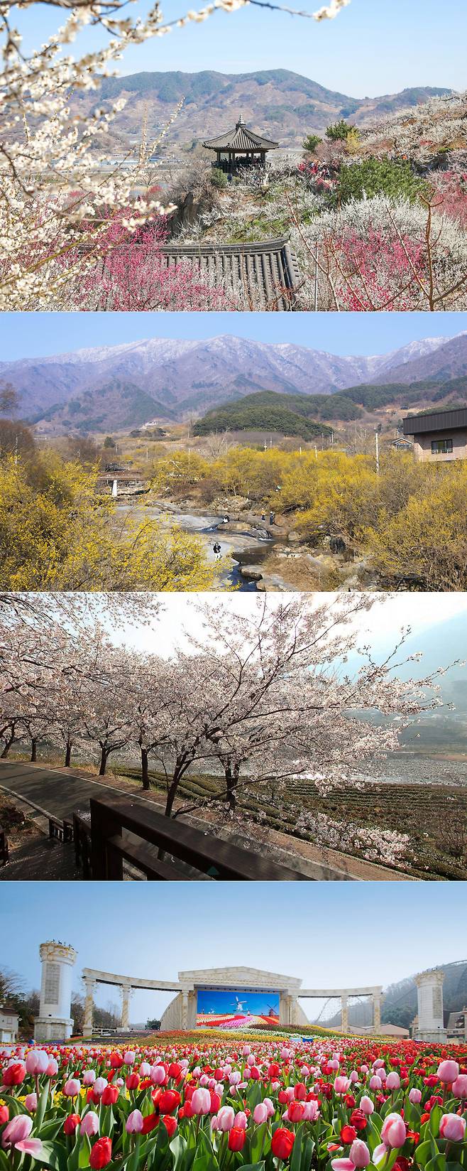 매화와 산수유가 봄의 문을 열면, 뒤이어 튤립이 만개해 계절은 가장 화사한 시기로 나아간다. 순서대로 광양 매화축제, 구례 산수유꽃축제, 화개장터벚꽃축제, 에버랜드 튤립축제.