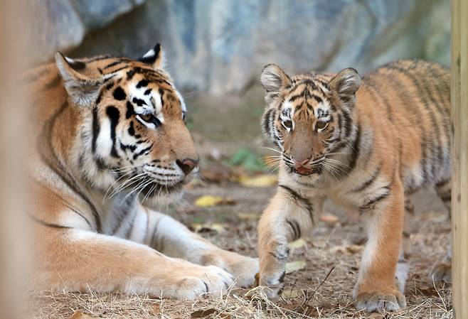 A mother and baby tiger are seen at Seoul Grand Park in Gwacheon, Gyeonggi on Nov. 11, 2025. Tigers are a commonly recurring motif in Korean conception dreams. [YONHAP]