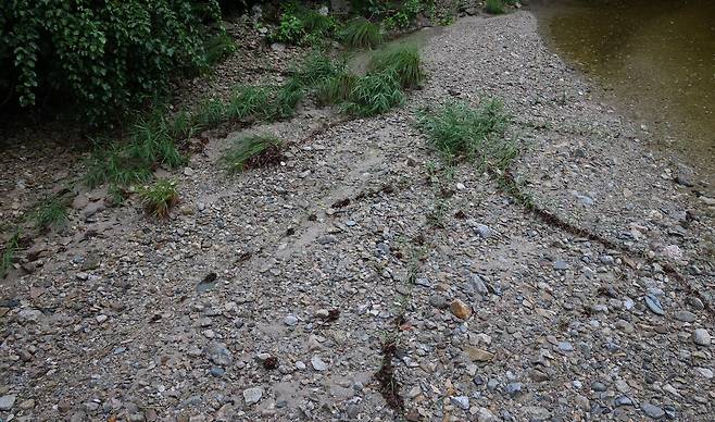 2024년 7월16일 촬영한 응봉산 산불 피해지의 모습. 달뿌리풀이 리좀으로 뻗어가고 있다. ⓒ허태임 제공