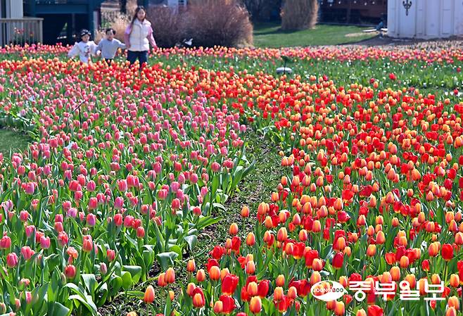 완연한 봄 날씨를 보인 22일 오전 용인시 에버랜드에서 아이들이 알록달록한 튤립을 구경하며 즐거운 시간을 보내고 있다. 에버랜드 튤립축제는 100여 종, 약 120만 송이의 봄꽃들이 상춘객을 반기며 내달 30일까지 이어진다. 김경민기자