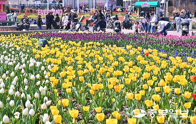 완연한 봄 날씨를 보인 22일 오전 용인시 에버랜드에서 시민들이 알록달록한 튤립을 구경하며 즐거운 시간을 보내고 있다. 에버랜드 튤립축제는 100여 종, 약 120만 송이의 봄꽃들이 상춘객을 반기며 내달 30일까지 이어진다. 김경민기자