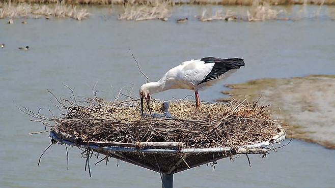 서산버드랜드 황새 부부가 올해도 새끼 5마리를 양육하며 안정적인 번식에 성공한 것으로 19일 확인됐다.(사진=서산시 제공)
