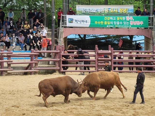 지난해 개최된 '창녕 전국 민속소힘겨루기대회' 장면. 창녕군 제공