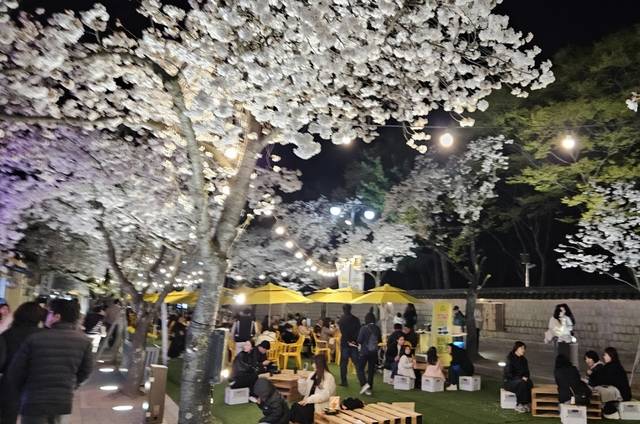 경주시가 지난해 벚꽃 개화시기에 맞춰 개최한 대릉원돌담길 축제 현장. 강시일 기자
