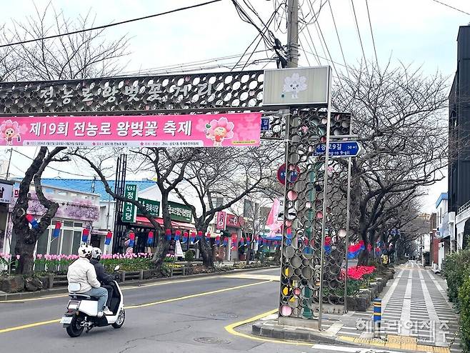 제주왕벚꽃축제 앞둔 제주시 전농로 거리. 22일 현재 벚꽃 개화는 아직 시작되지 않고 있다. ⓒ헤드라인제주