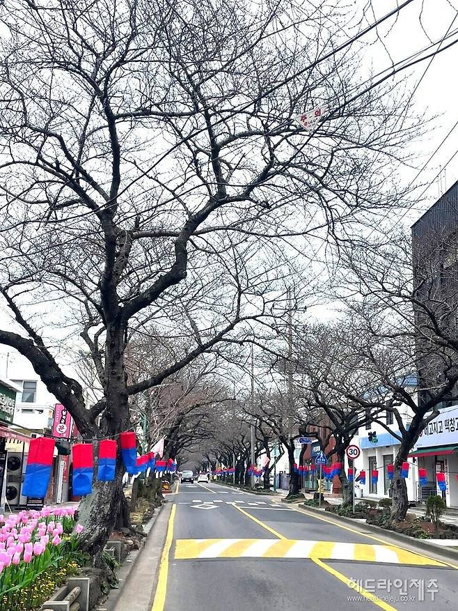 제주왕벚꽃축제 앞둔 제주시 전농로 거리. 22일 현재 벚꽃 개화는 아직 시작되지 않고 있다. ⓒ헤드라인제주