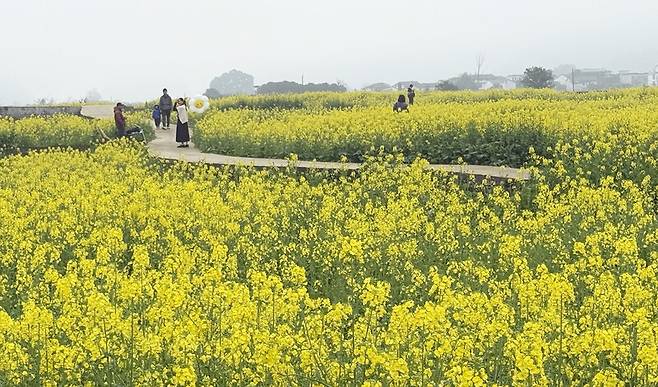 완펑린 지역에 조성된 유채꽃밭. 박미향 선임기자