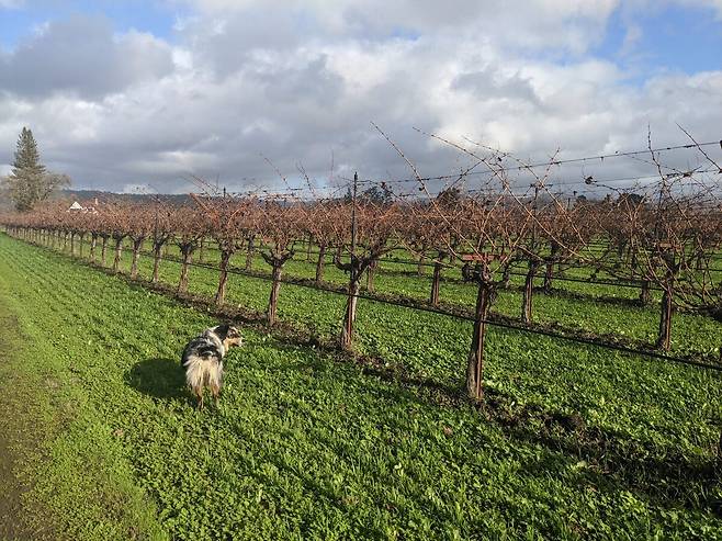 프록스 립 포도밭. 홈페이지