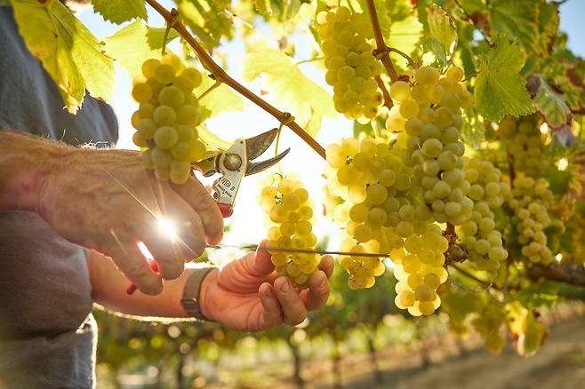 샤르도네 손수확. 매티아슨 홈페이지