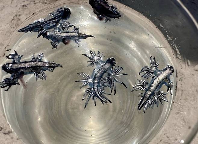 11일 미국 텍사스주 해변에서 발견된 파란갯민숭달팽이. 독성이 매우 강해 절대로 만지면 안 된다. 하르테 연구소 페이스북 캡처