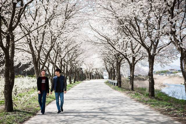 김천 벚꽃길
