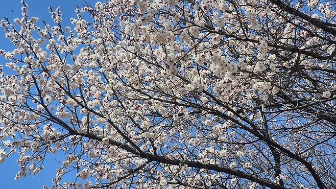 23일 경주시 용강동 원지길 40 산책로에서 살구꽃이 활짝 피어 봄기운을 전하고 있다. <장성재 기자>