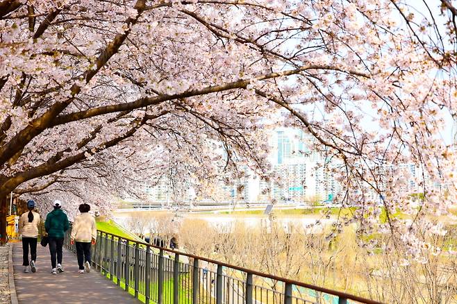 도림천 벚꽃길