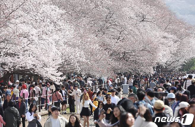 지난 2024년 3월 31일 경남 창원시 진해구 경화역공원을 찾은 관광객들이 활짝 핀 벚꽃을 감상하고 있다. 2024.3.31 ⓒ 뉴스1 윤일지 기자