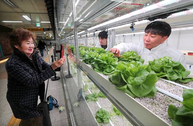 지난 18일 대전역 역사 내 유휴공간에 조성된 도심형 스마트팜 ‘대전팜’에서 한 시민이 작물을 휴대폰으로 촬영하며 관심을 보이고 있다. /신현종 기자