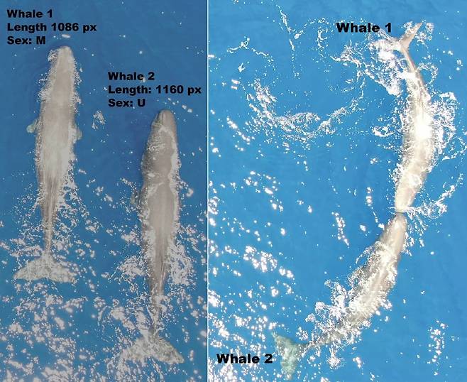 어린 수컷으로 추정되는 향고래 두 마리가 나란히 헤엄치다가(왼쪽) 방향을 바꿔 정면으로 박치기를 하는 모습(오른쪽)./Marine Mammal Science