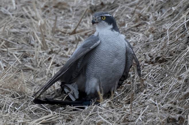 참매는 주변을 몇 차례나 살피고 안전이 확인된 뒤에야 먹이를 먹기 시작한다.