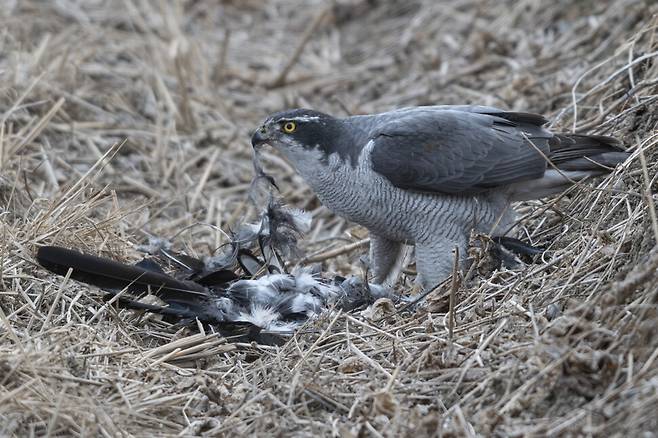 참매는 주변을 경계하는 일도 멈추지 않는다. 힘겹게 확보한 사냥감을 빼앗길 수 있기에, 그 모습에는 조급한 긴장감이 배어 있다.