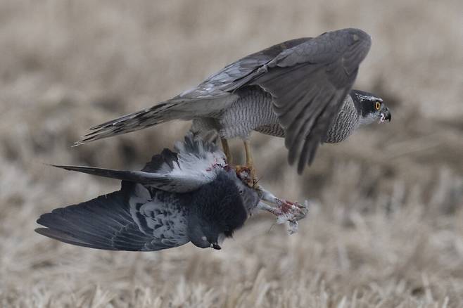 사냥한 집비둘기를 먹기 위해, 참매는 방해를 피할 수 있는 안전한 곳으로 재빨리 옮긴다.