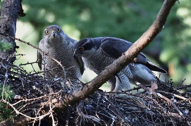 수컷 참매가 암컷보다 다소 작은 것은 민첩성과 기동성을 높여 사냥 효율을 높이기 때문이다.